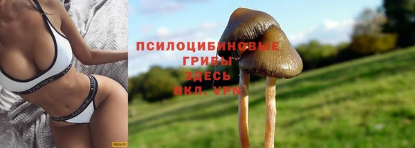 прущие грибы Няндома
